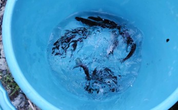あゆ放流